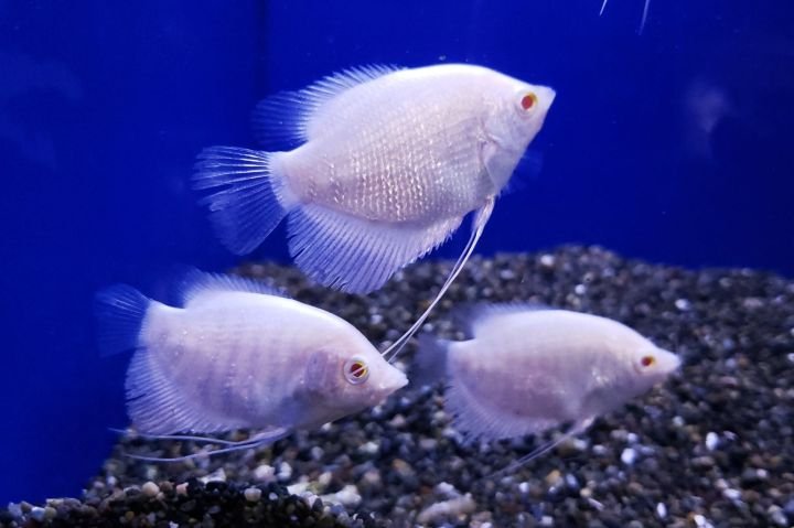 S222e8a0631fd4d98b184bc971e2590a0t.jpg_720x720q80