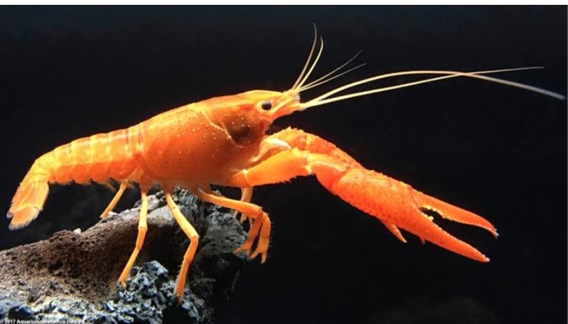 Screenshot_2025-10-12-23-57-37-437_com.google.android.googlequicksearchbox-edit