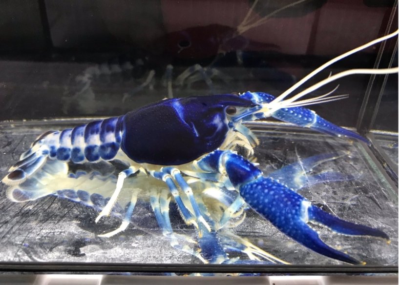 Screenshot_2025-10-13-01-57-19-349_com.google.android.googlequicksearchbox-edit