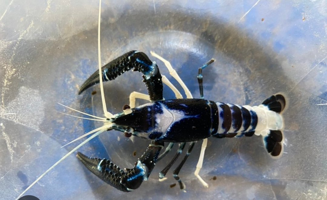 Screenshot_2025-10-13-01-57-35-835_com.google.android.googlequicksearchbox-edit