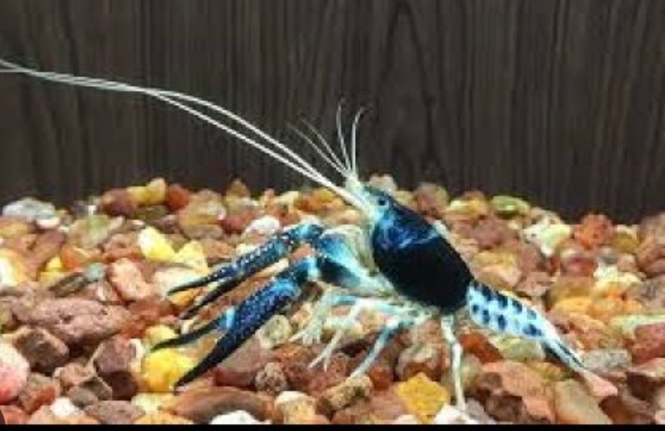 Screenshot_2025-10-13-01-57-48-571_com.google.android.googlequicksearchbox-edit