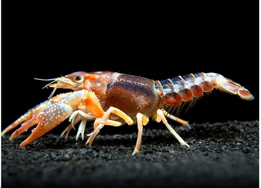 Screenshot_2025-10-13-02-02-52-899_com.google.android.googlequicksearchbox-edit