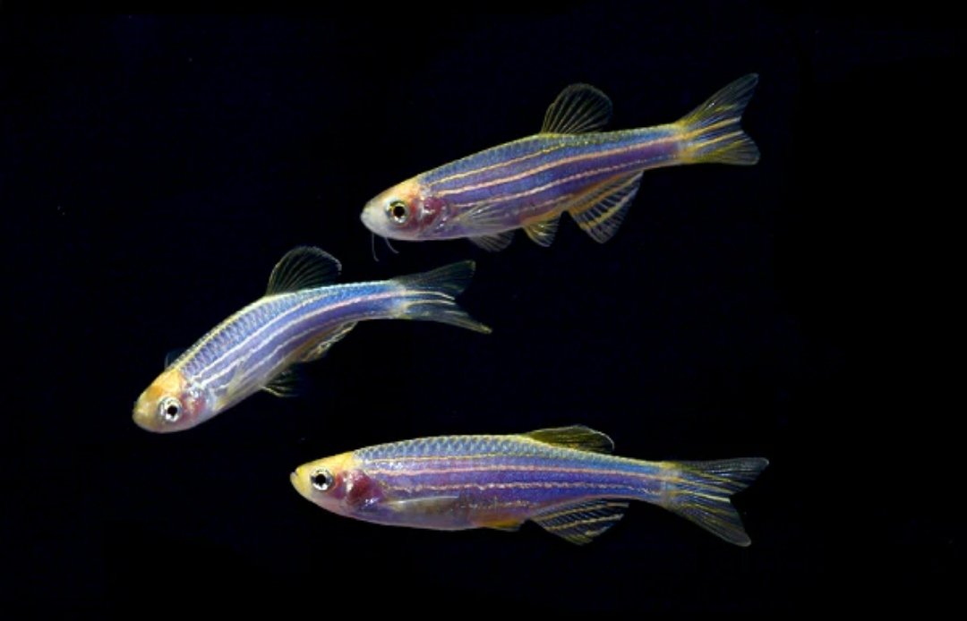 Screenshot_2025-10-19-23-43-27-586_com.google.android.googlequicksearchbox-edit