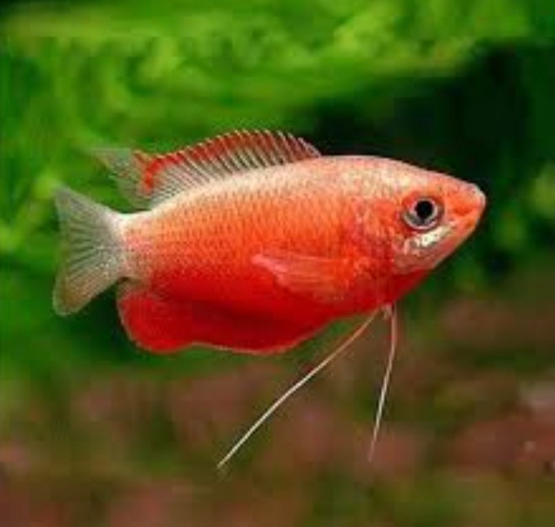 Screenshot_2025-10-20-11-42-31-128_com.google.android.googlequicksearchbox-edit