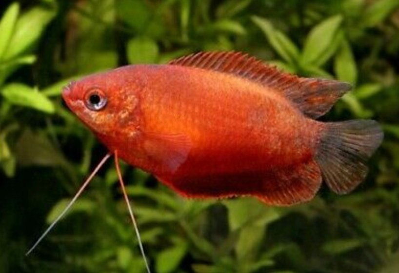 Screenshot_2025-10-20-11-42-49-760_com.google.android.googlequicksearchbox-edit