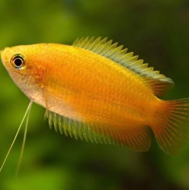 Screenshot_2025-10-20-11-43-06-292_com.google.android.googlequicksearchbox-edit