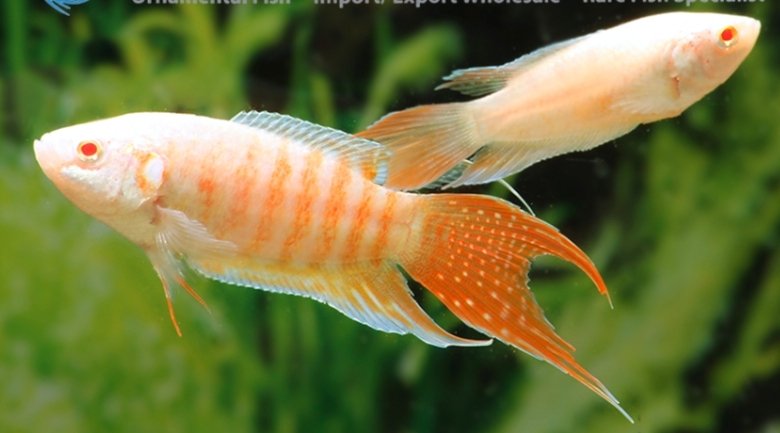 Screenshot_2025-10-20-12-26-34-289_com.google.android.googlequicksearchbox-edit