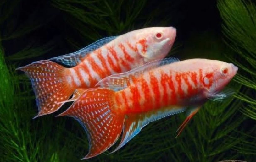 Screenshot_2025-10-20-12-27-12-020_com.google.android.googlequicksearchbox-edit