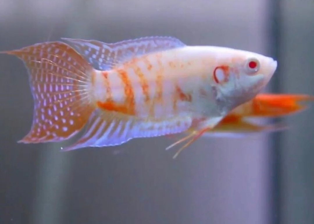 Screenshot_2025-10-20-12-27-38-117_com.google.android.googlequicksearchbox-edit