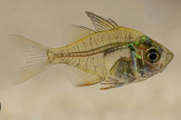 Screenshot_2025-10-20-12-30-51-179_com.google.android.googlequicksearchbox-edit