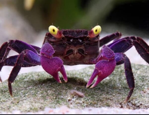 VAA) Violet Crab – SNK Aqua Pets | Live Aquarium Fish Chennai