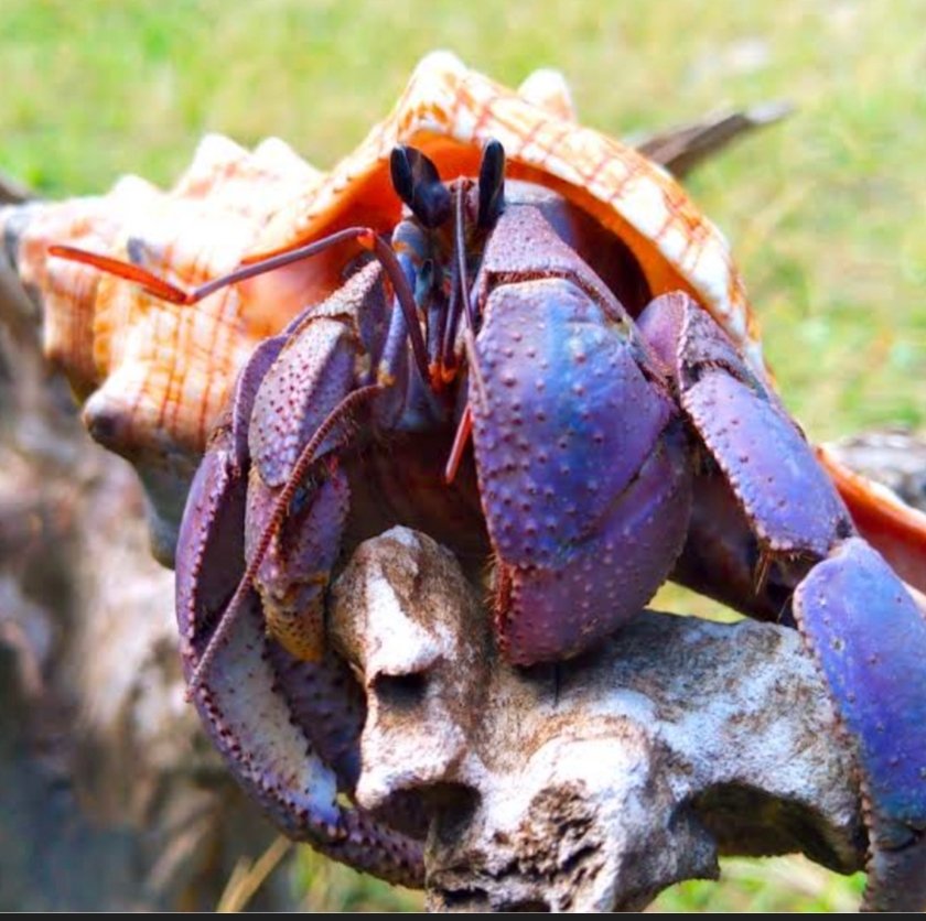 Screenshot_2025-10-20-13-02-14-454_com.google.android.googlequicksearchbox-edit