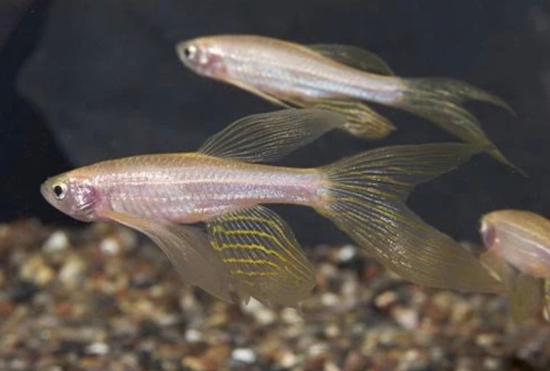 Screenshot_2025-10-20-13-30-51-179_com.google.android.googlequicksearchbox-edit