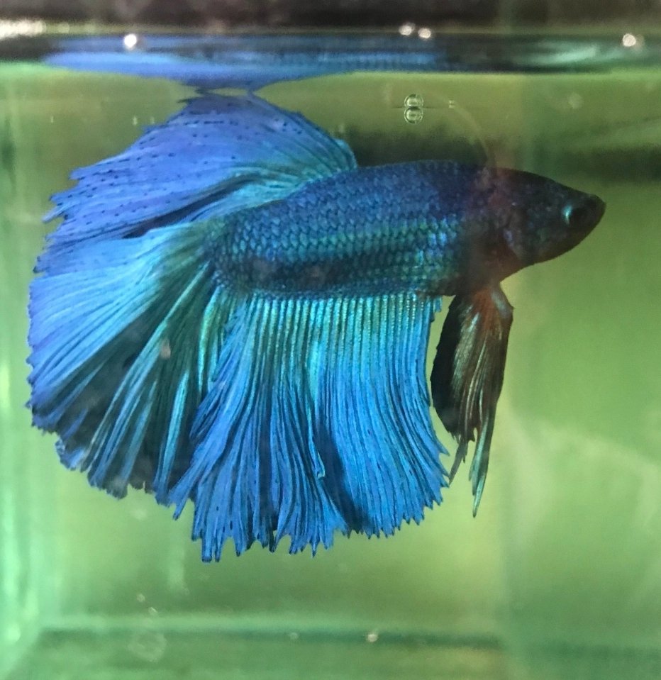 Screenshot_2025-10-20-13-56-51-339_com.google.android.googlequicksearchbox-edit