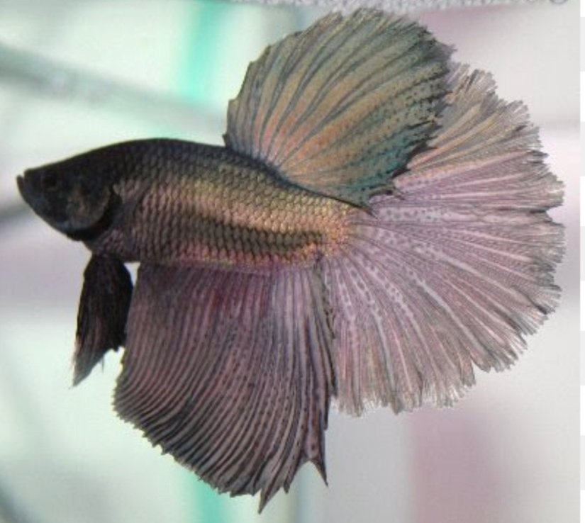 Screenshot_2025-10-20-14-14-27-363_com.google.android.googlequicksearchbox-edit