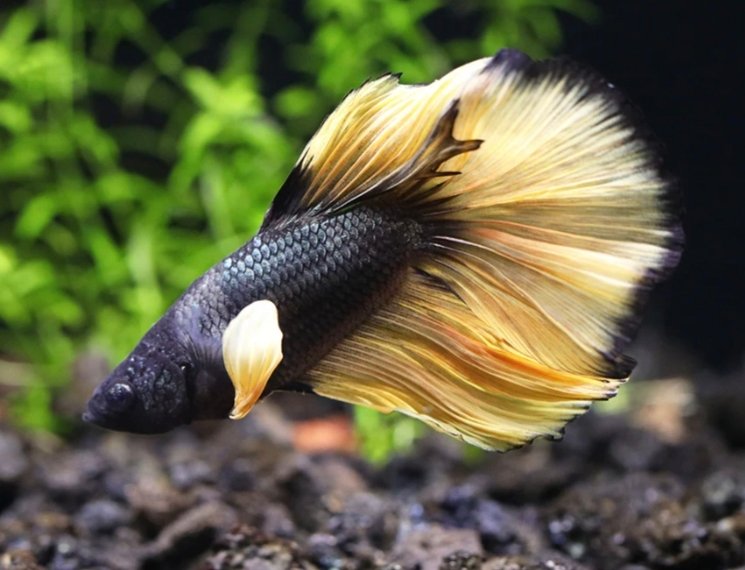 Screenshot_2025-10-20-14-23-58-495_com.google.android.googlequicksearchbox-edit