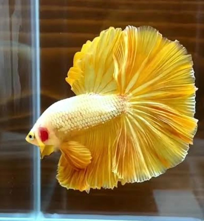 Screenshot_2025-10-20-14-31-37-355_com.google.android.googlequicksearchbox-edit