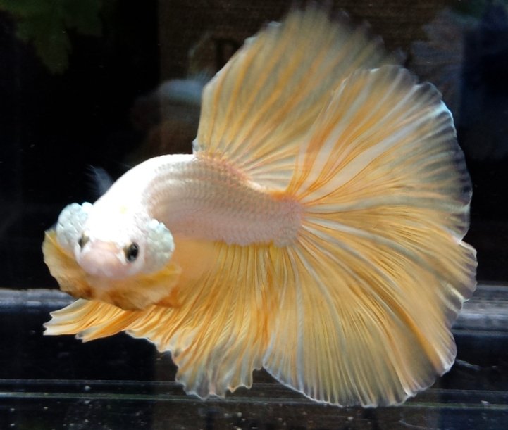 Screenshot_2025-10-20-14-33-40-575_com.google.android.googlequicksearchbox-edit