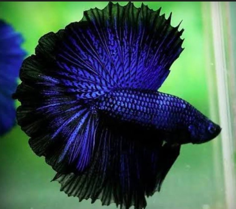 Screenshot_2025-10-20-14-48-30-140_com.google.android.googlequicksearchbox-edit