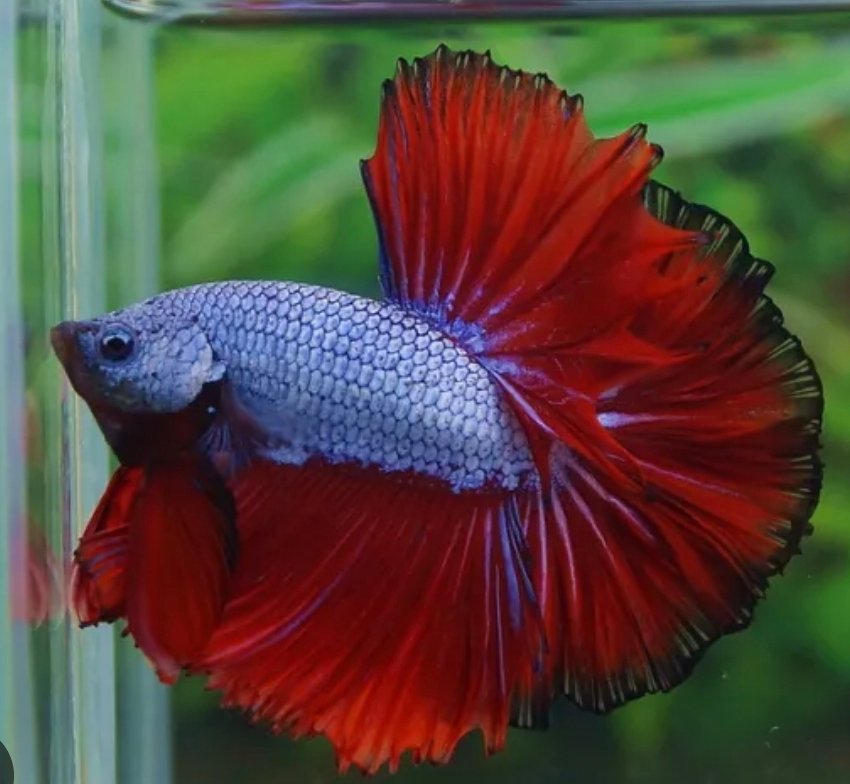 Screenshot_2025-10-20-14-53-52-321_com.android.chrome-edit