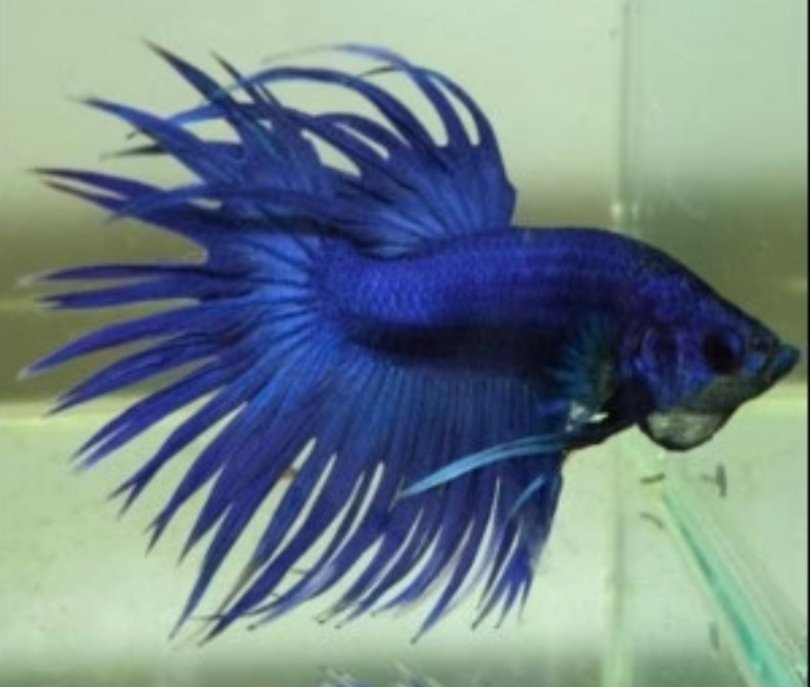 Screenshot_2025-10-20-15-09-33-673_com.google.android.googlequicksearchbox-edit