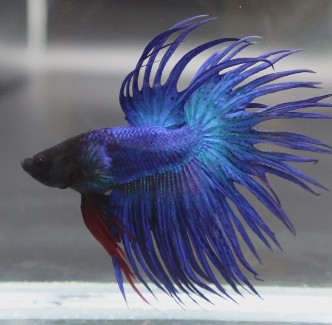 Screenshot_2025-10-20-15-09-50-385_com.google.android.googlequicksearchbox-edit