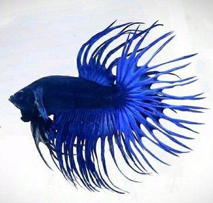 Screenshot_2025-10-20-15-10-10-557_com.google.android.googlequicksearchbox-edit