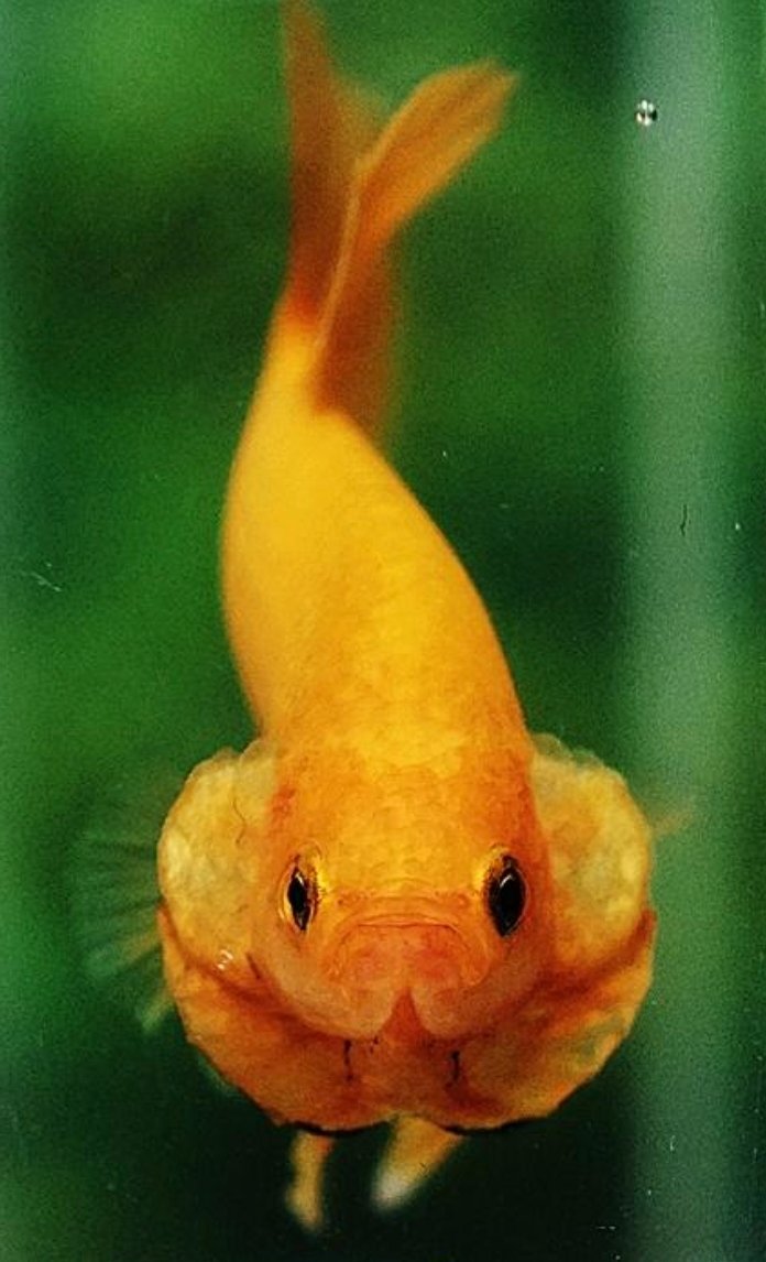 Screenshot_2025-10-20-16-03-51-558_com.google.android.googlequicksearchbox-edit