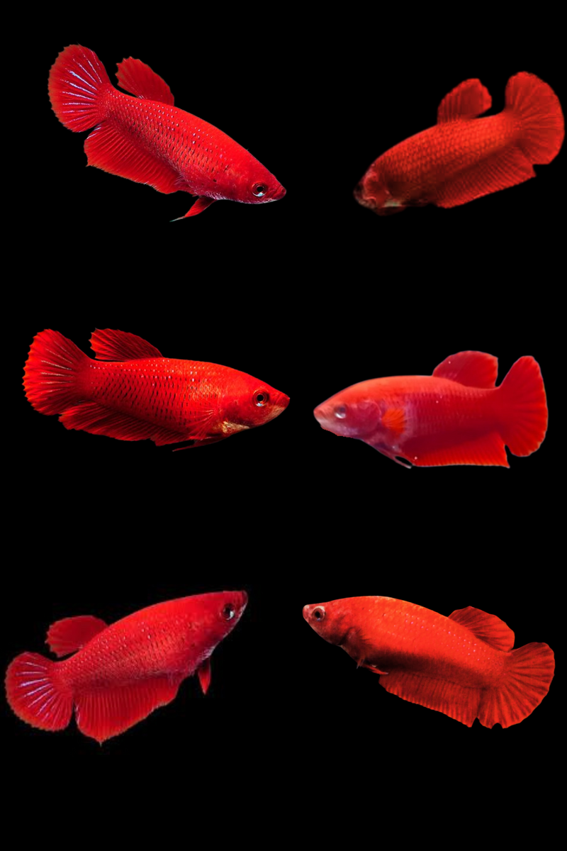 Super_Red_Plakat_Female_betta