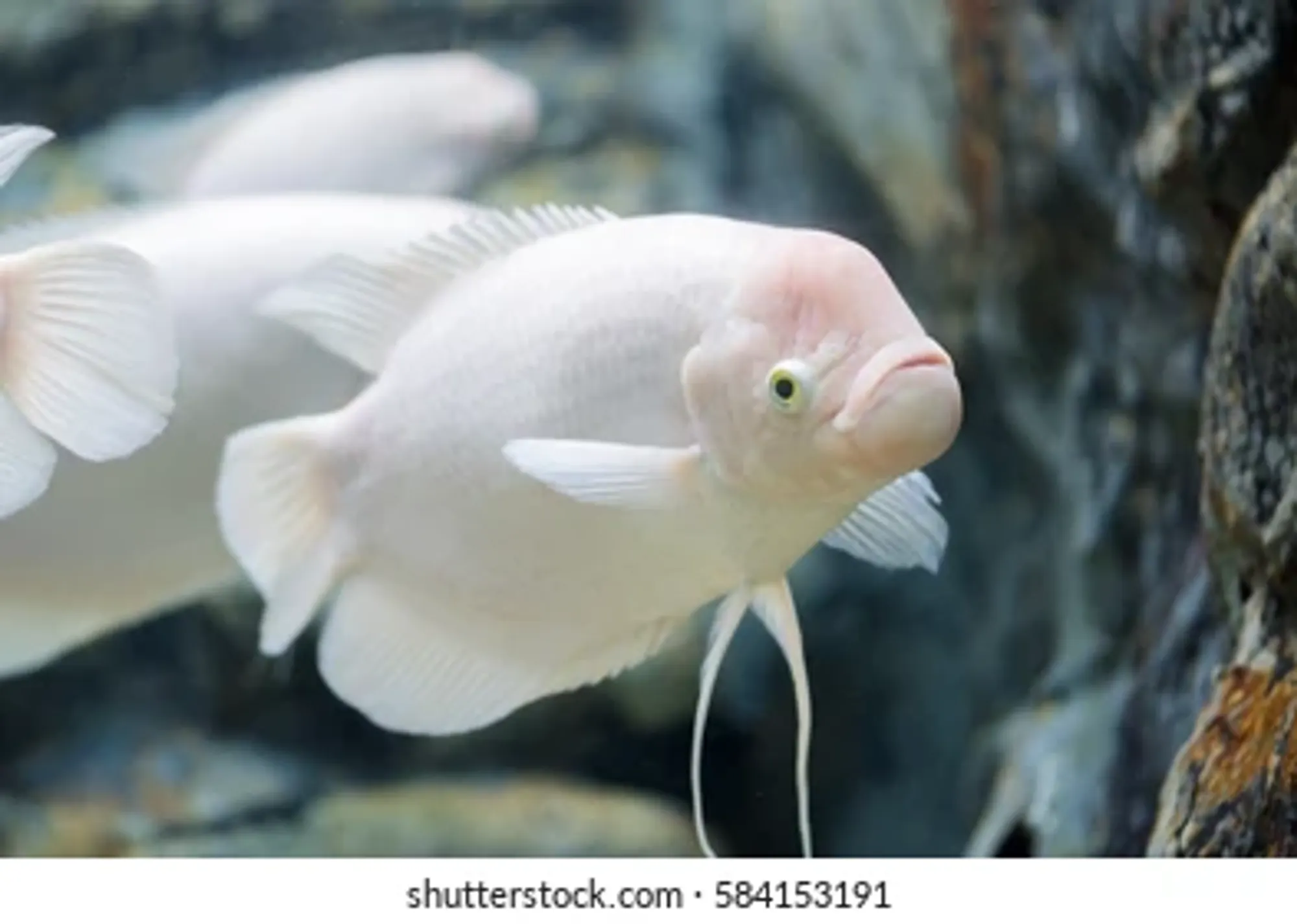 YWJzOi8vZmlzaHlodWItcHVibGljL3Byb2QvaW52ZW50b3J5LWltYWdlcy9wcm9kdWN0cy9wcm9kXzE2NjAzNzM0NDM0NTQuanBn