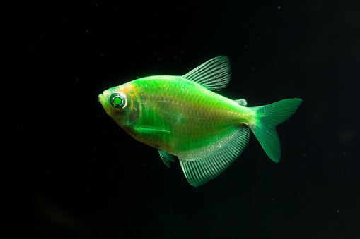 aquarium-fish-black-tetra-gymnocorymbus-ternetzi-bright-glowing-colors-animals-blurred