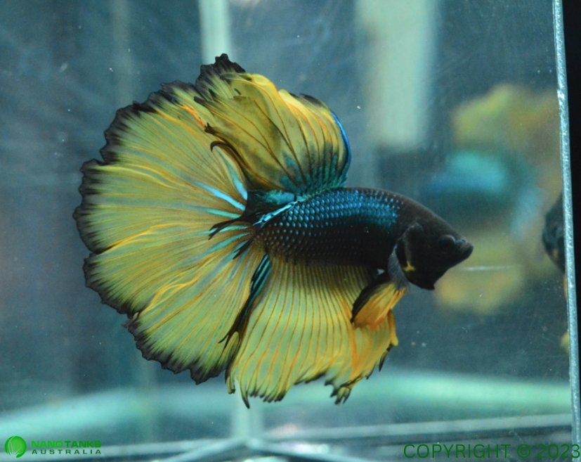 assorted-mustard-gas-halfmoon-male-betta-146311