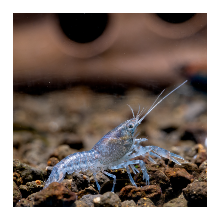 blue_crayfish (1)