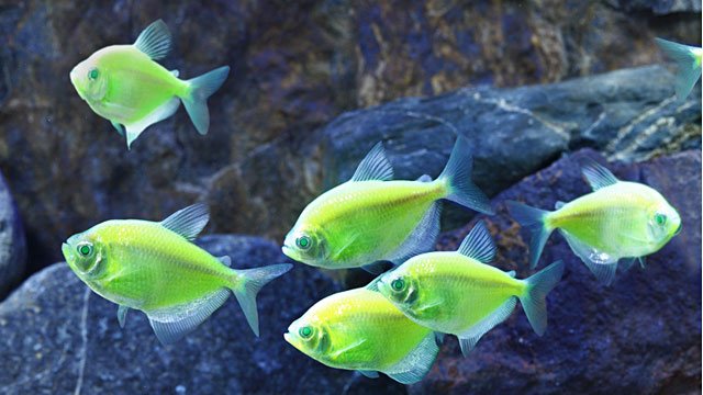 ht_electric_green_glofish_ll_120904_wmain