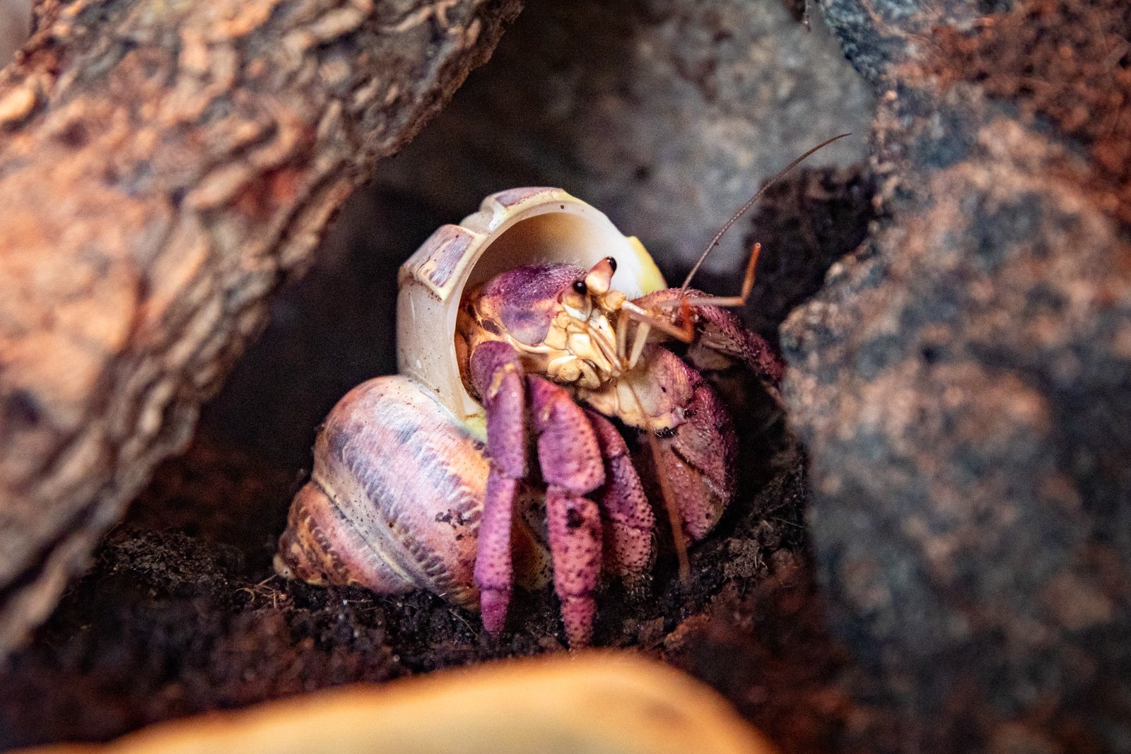 land_hermit_crab2-1