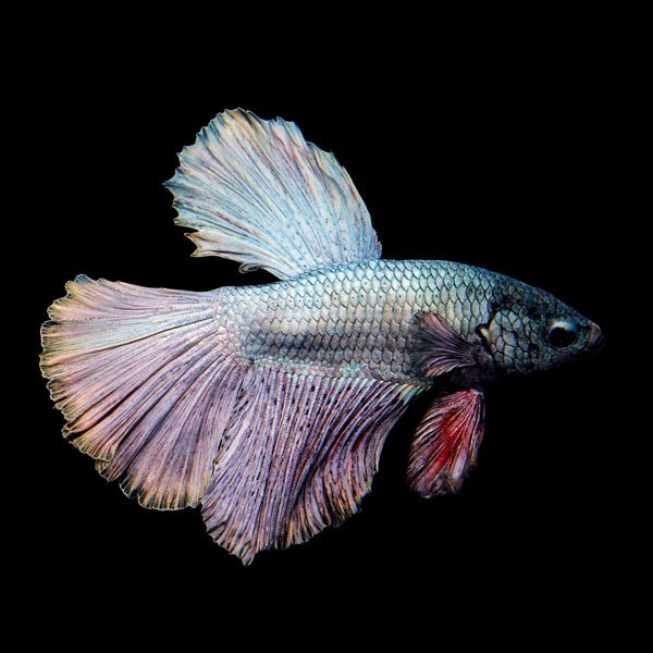 lg-114866-Halfmoon-Coper-Betta