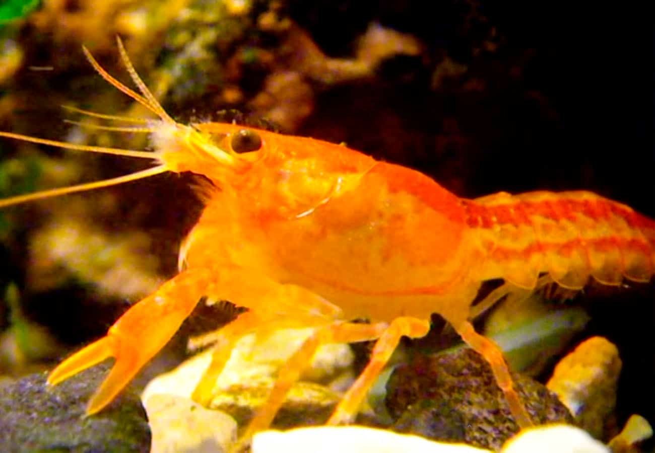 logo-Dwarf-Mexican-Crayfish