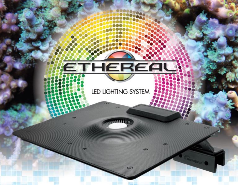 maxspect_ethereal_recifalnews_2