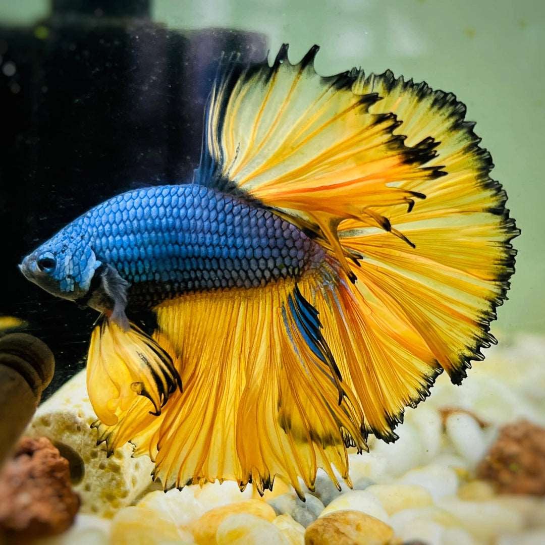 mustard-gas-blue-halfmoon-male-betta