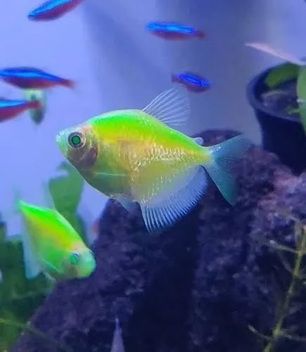 product-jpeg-500x500 (5)