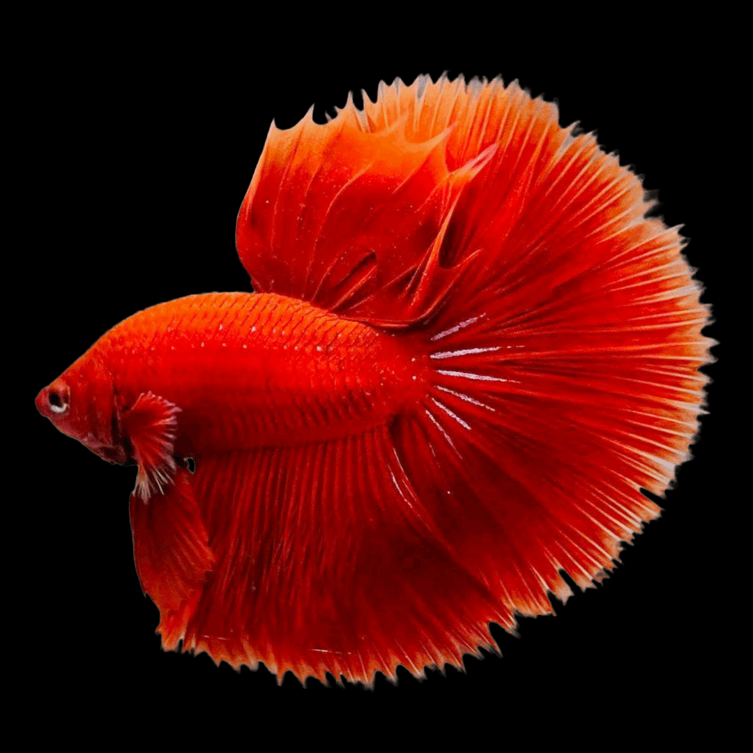 super-deep-red-halfmoon-male-betta-fish_decd18b5-b233-42a3-87ac-9ffdd3c690f8