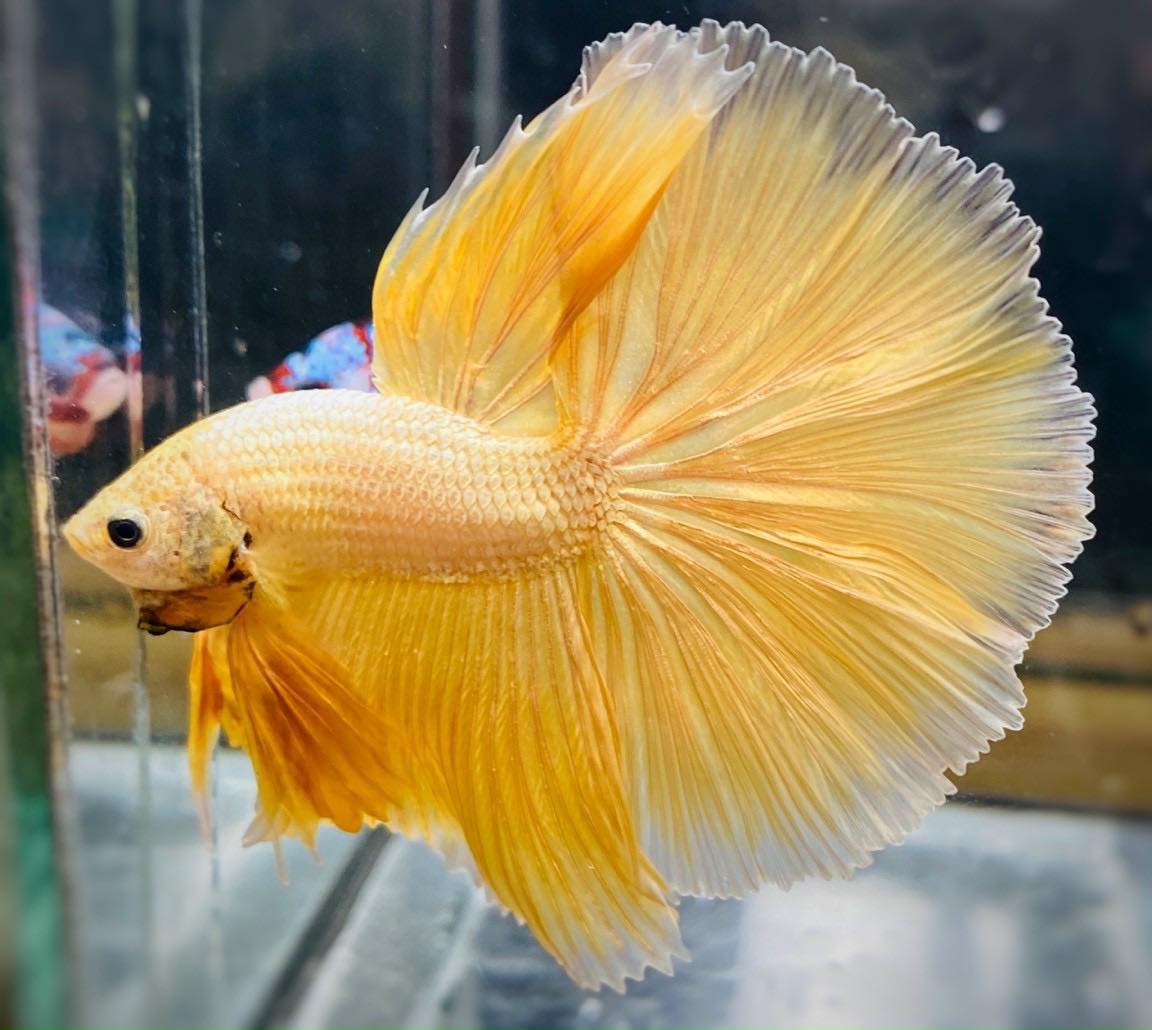 super-gold-halfmoon-male-betta-fish