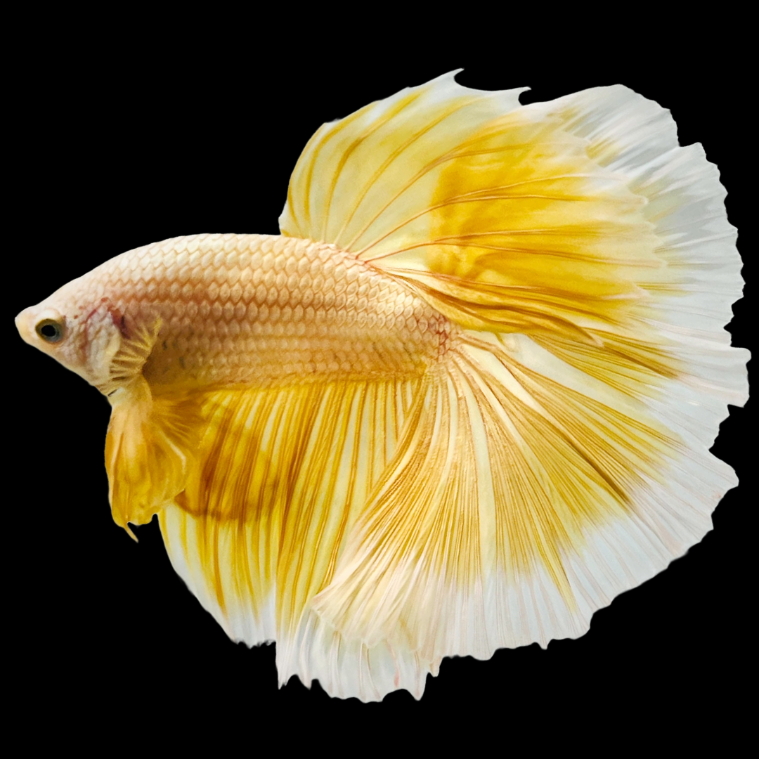 super-gold-halfmoon-male-betta-fish_3