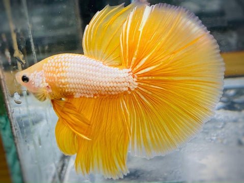 yellow-dragon-male-betta-fish-halfmoon_480x480