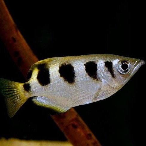 09c0bf026f21276adcdb4bb465051f50-1