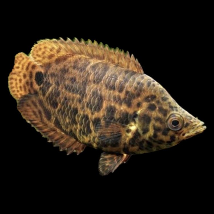 1000624373-max-750x750