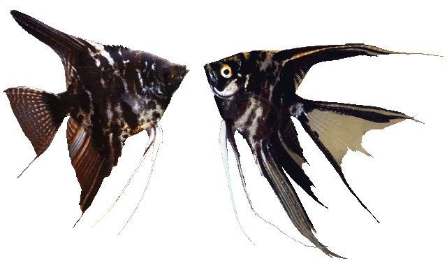 14def5490096250ad18cc807da9b4480