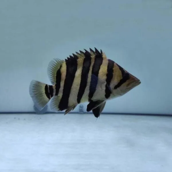15_Indonesian_Tiger_Datnoid_-_fishbuff_-_Indonesian_Tigerfish-1372744-600x600.jpg