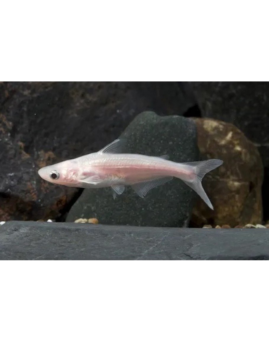 ALBINO PATIN CATFISH-910x1155