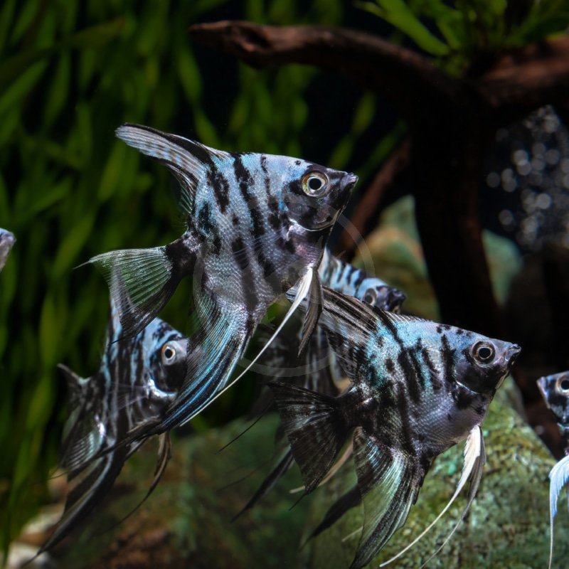 ANGELFISH-FW-BLUE-MARBLE-Pterophyllum-scalare